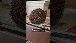 Igel faucht!
