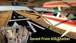 Animal Rescue mission in our Cessna 182 saving 3 dogs! #animalrescue #aviation #airplane