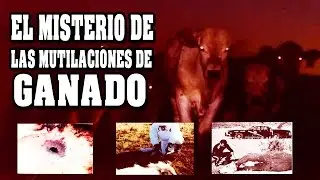El misterio de las Mutilaciones de Ganado | VM Granmisterio