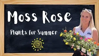 Plants for Summer: Moss Rose