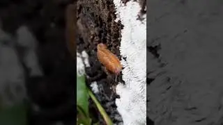 Slug eating Coral Slime Mold (Ceratiomyxa fruticulosa)
