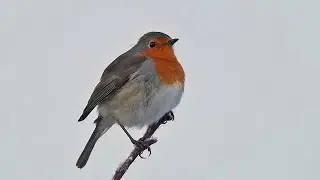 How Birds Survive Winter: 9 Key Survival Strategies