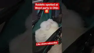 Rabbits 🐇 spotted at Weed party in Columbus Ohio 😶&zwj;🌫️🤯😮#ohiocannabis