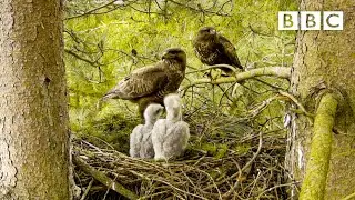 Live Springwatch: Day 5 🌦 2021 🐣 BBC