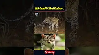 Leopard hulchul in Tirumala temple | Thirumala | TTD | #thirupathi #tiger #yt  #viral #wmmtalks