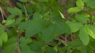 Lonicera tatarica -  Tatarian Honeysuckle