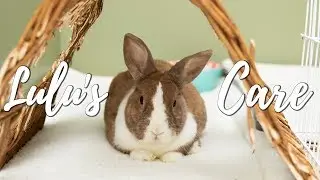 Lulu's Senior Rabbit Care