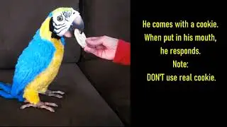 How To Play W/O Remote FurReal Parrot Squawker