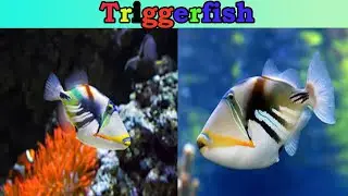 Triggerfish