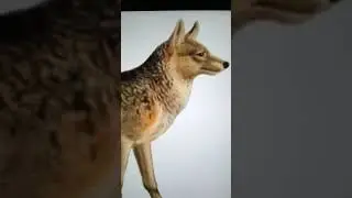 Dwarf Mountain Wolf Scream 🐺 🔊