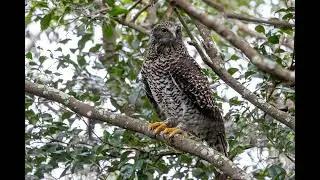 Powerful owl call