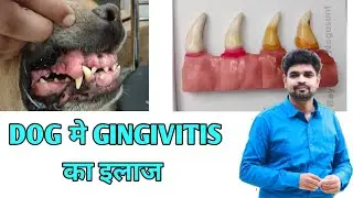 Gingivitis in dogs | Dog के मासूड़ो मे infection |Oral care of dogs