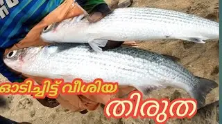 Mullet Fishing, by Castnet ,തിരുത വീശൽ#fishing #beach #fishinglife #fish #keralafishing #castnet