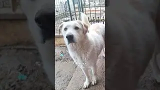 💕Nuage, Splendida Giovanotta Simil Labrador/Golden, Cerca Famiglia 🏠 | #shorts #dog #love #perte