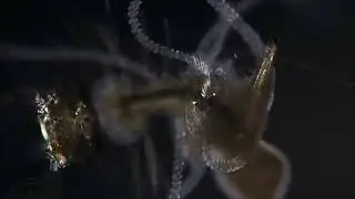hydra catch mosquito larva .... subscribe the channel......💞💞💞