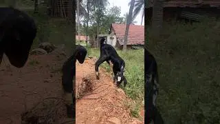 Got #got #gothic #gott #got7 #gotham #comedy #funny #funnyvideo #funnyshorts #comedyvideo ￼