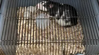 Cage care and cleanliness for Rats, Mice, and African Soft Furs(ASF)