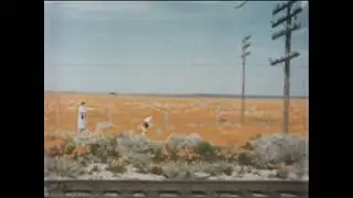 California Poppies Her I Come #california #1920smusic