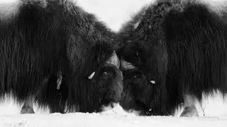 Muskox and Reindeer at Dovrefjell in 4k