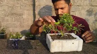 Mexican mint ya ajwain plant #video #short #virals.अल्लामंदा पर जड़ा फूल के लिए क्या करने #memes363K