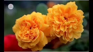 Hoa hồng ngoại Leah Tutu rose - Hoa đầu m&ugrave;a tuyệt đẹp