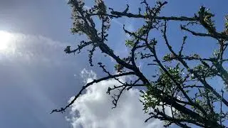 Mistletoe growing on Common hawthorn in the sun - August 2023