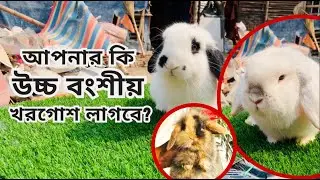 আপনার কি উচ্চ বংশীয় খরগোশ লাগবে ?  |  Fancy Rabbit  | holland lop rabbit