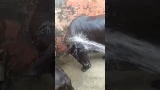Bathing time Indian Buffalo // Save Animals // भारतीय भैंस  Ravinder Shamli