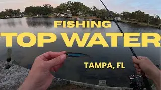 Tampa Fishing Early Morning Bite | Topwater Action Before Work
