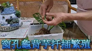 窗孔龜背芋(洞洞蔓綠絨)扦插繁殖方去  一節變一棵