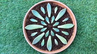 The Easiest Way to Propagate Succulents