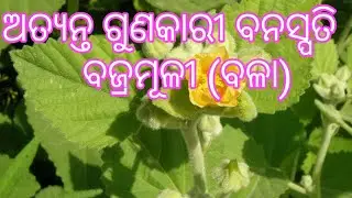 ବଜ୍ରମୂଳୀ (ବଳା) ଗଛର ଔଷଧୀୟ ଗୁଣ। Bala plant benefits in odia, Sida cardifolia,