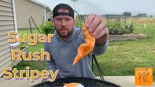 Обзор Sugar Rush Peach Stripey Pepper