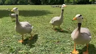 Streifengans - Oie &agrave; t&ecirc;te barr&eacute;e - Bar-headed goose - Hint Kazı (Anser Indicus)
