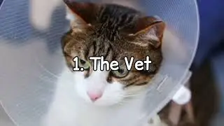 Stop Spaying and Neutering Cats