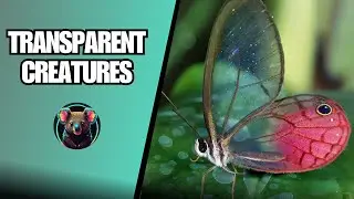 Top 10 Animals That Are Almost Invisible: Incredible Camouflage and Transparent Creatures!