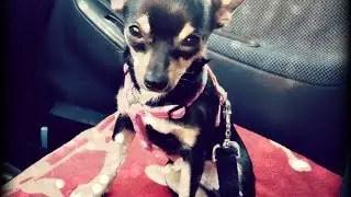 ✿VlogInGravidanza: gita dal veterinario e 