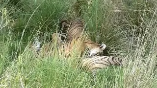 Tiger Awareness