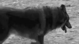 lejano - pablo perro