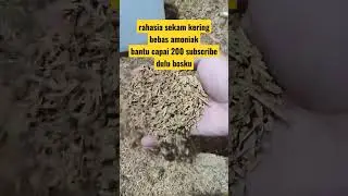 TIPS SEKAM KERING BEBAS AMONIA