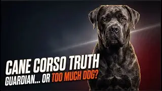 Cane Corso Truth The Elite Guardian Breed Most Owners Can&rsquo;t Control