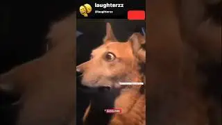 Dog&rsquo;s Wild Reaction to Viral Video! 🐶 You&rsquo;ll Be Speechless