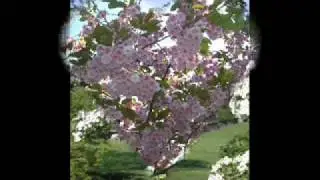 John Ireland, Sarnia, ii) 'In a May Morning' played by Eric Parkin