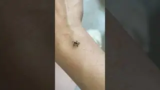 Это самый красивый тарантул? 😍 #tseladonia #tarantula #spider #pets #unboxingvideo