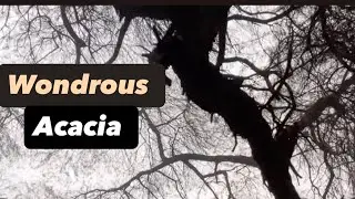 Acacia Tree - #treespecies #nature #naturewalk 