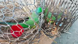 My parrot 🦜 is very cutee 🥰 #very Nice 👍#the_parrot