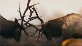 Elk Battle Royale: Old Champ vs Young Challenger &ndash; Elk Kings Battle for the Throne!