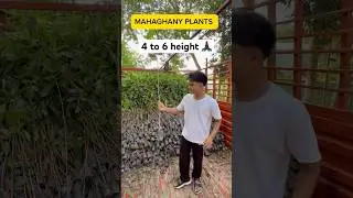 How red african mahaghany transport from one state to another /contact us 8638431211 #mahoganyplants