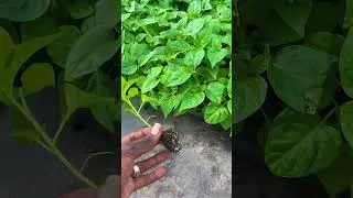 P&eacute;pini&egrave;re piment bigsun