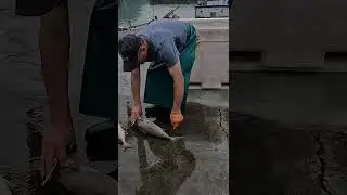 Kill Amberjack fish brain, catched fresh fishes, seafood, fishport